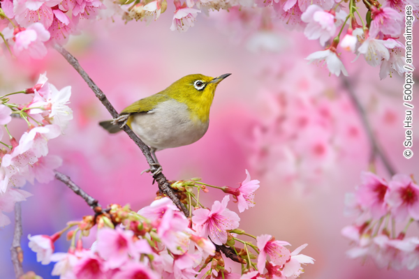 © Sue Hsu/500px/amanaimages